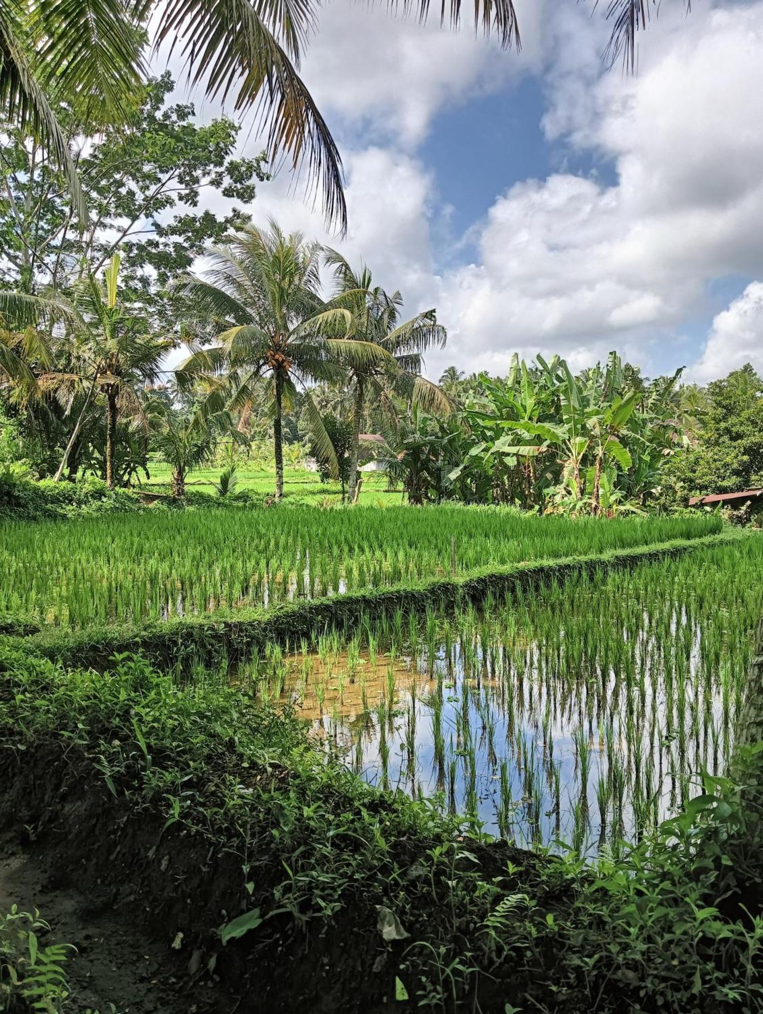 Rumah Guci อูบุด ภายนอก รูปภาพ